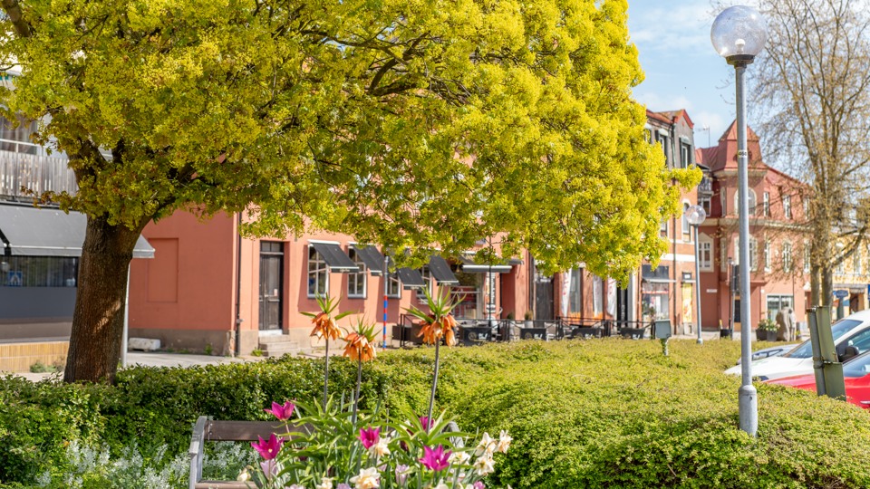 Vackert vårblommande träd, Hästtorget i Sölvesborg. Foto: Sölvesborgs kommun