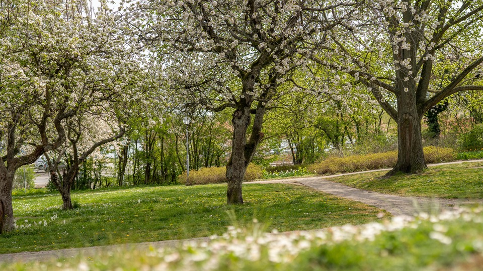 Vårblommande stora knotiga träd och vita blommor på marken.